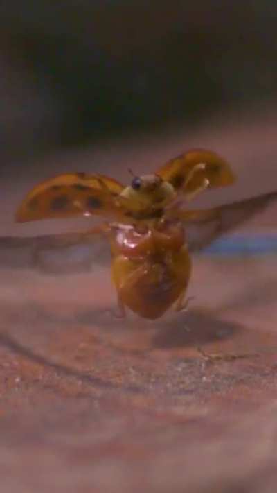 Here is what a ladybug taking off looks like in slow motion