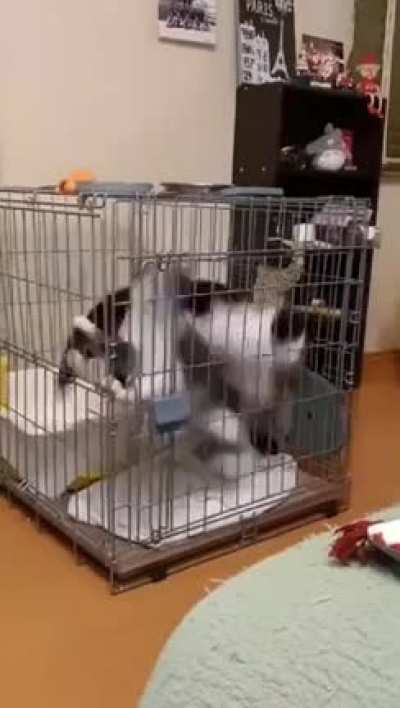 Cat Engine