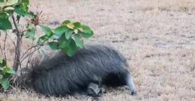 ? An anteater using its tail as a blanket ?