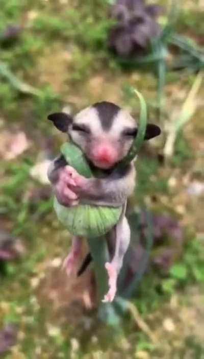 ? Baby sugar glider ?