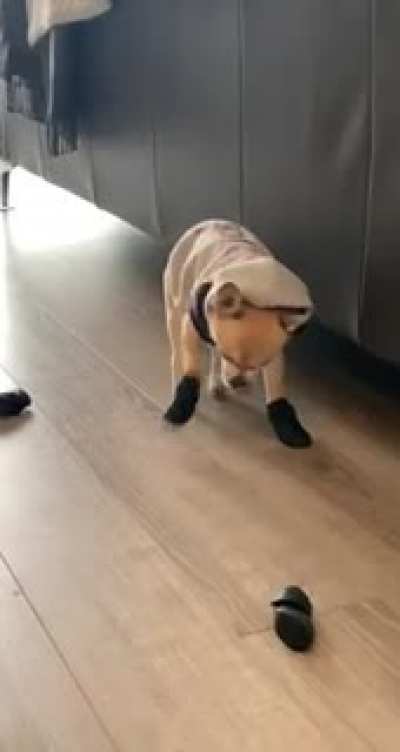 Our dog learning how to wear boots ?