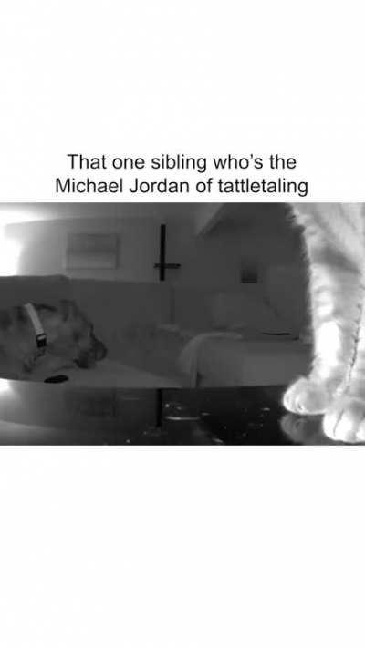 20 bucks kitty gave doggo the remote 10 seconds earlier! ??