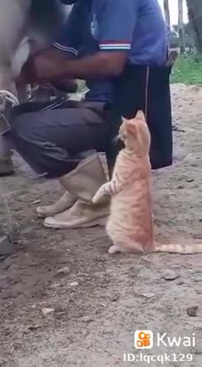 Hold my catnip while I drink some fresh milk