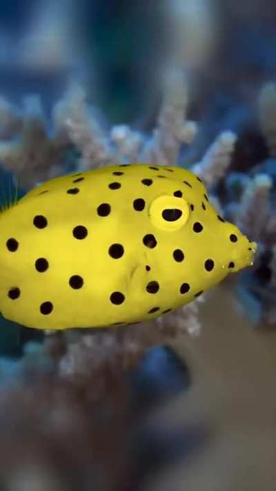 ?The yellow boxfish (Ostracion cubicum)