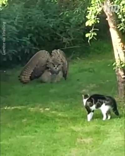 ? Owl warning a cat to keep away