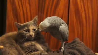 Listen here, cat