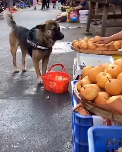 Service doggo makes a trip to the local market ?