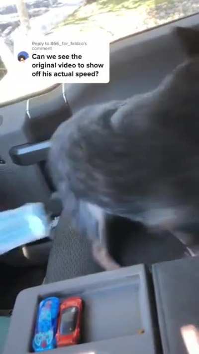 Dog tornado