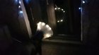 Dog got neutered so I upgraded his cone for his night time explorations ?