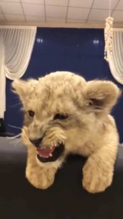 Trying to do his first roarrrrr