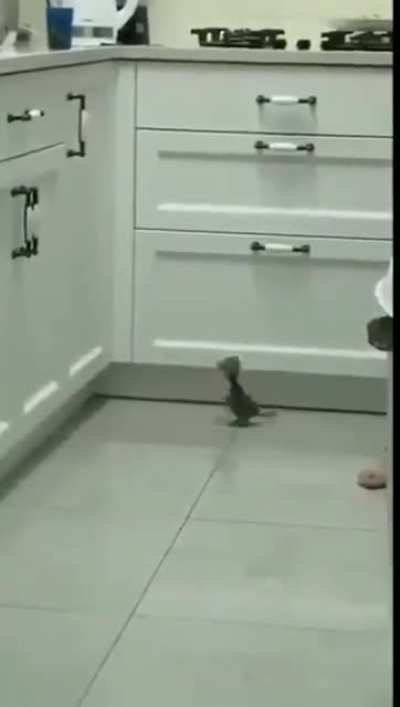 Level 1 Kitty ?