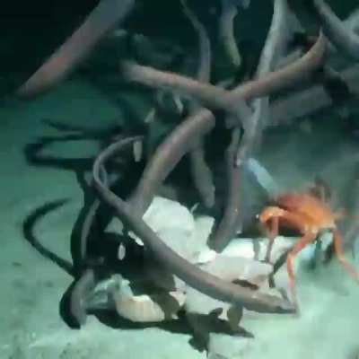 ? One fish feeds many