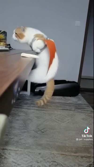 Dragon Cat