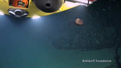 ? The Gulper Eel hunting for prey in the deep sea