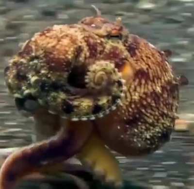 ? Cephalopod walks on the ocean floor