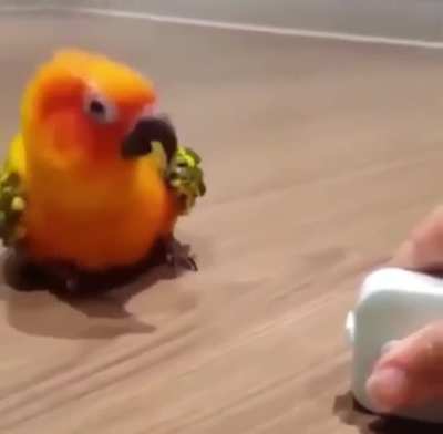 Bird dancing