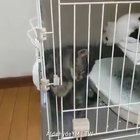 To contain a boneless cat