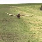 Proud boy finding best stick