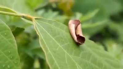 ? This moth has evolved a spectacular optical illusion to avoid predation ?