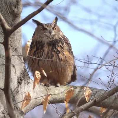? This Eurasian Eagle Owl named Flaco escaped from NYC Zoo is garnering audience in open..