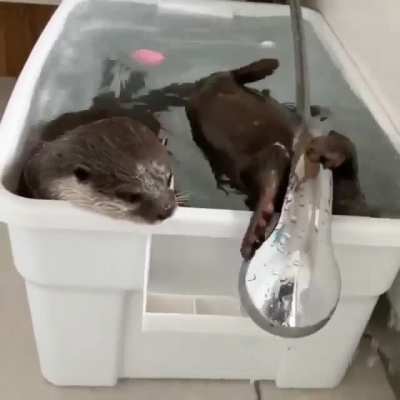 Otters take a bath ?