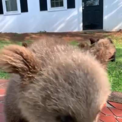 Slow motion Bear cubs ?