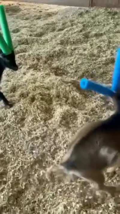 Noodle heads!