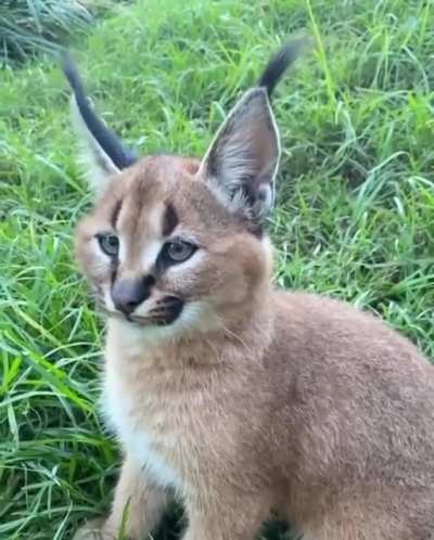? Caracal ear wiggle