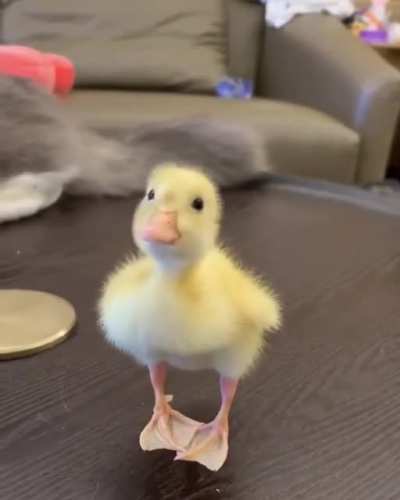Baby duckling ?