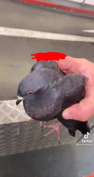 Pigeon