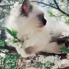 Cuteness overloaded