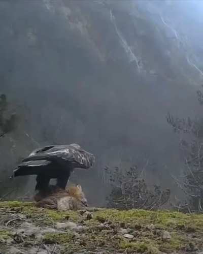 Have you ever seen a scene like this? It is difficult to tell whether this is a hawk or an eagle ?