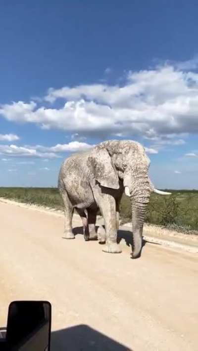 ? White Ghost Elephants of Namibia ?