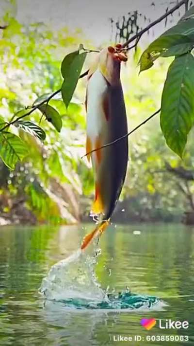 ? Fish eating berries