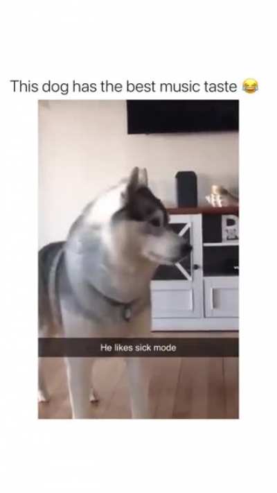 Dog going sicko mode ?