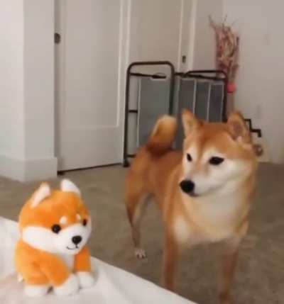 Confused Dog