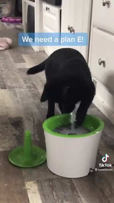 Hold my catnip while I destroy this stupid water thingy | Cre: @hamminals - TikTok