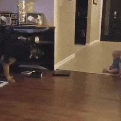Dogs are the best friend for kids?