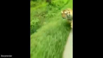 ? Tiger chasing after bike