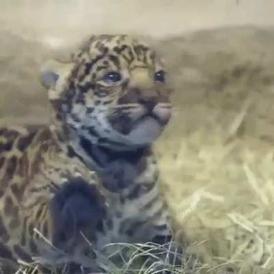 When a cub meets humanity