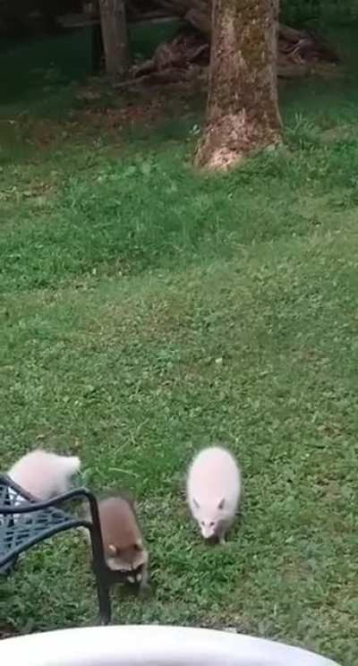 ? Albino trash pandas ?