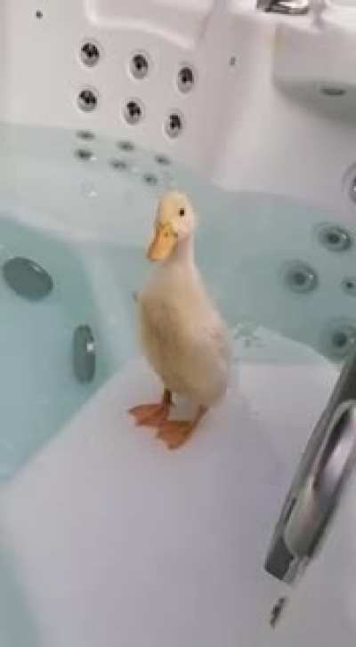 For those 3.6k people who liked the photo of Peeps, here's his first swim. I can confirm that there was no chlorine in the water and that we'll be emptying and disinfecting the hot tub before we use it again ?