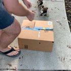 Baby duck reunited with siblings after being rehabbed.