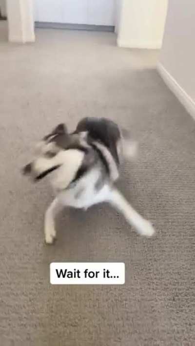 Zoomies activated