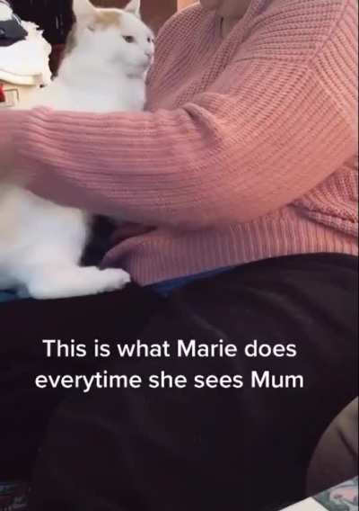 cat: this hooman is the best hooman