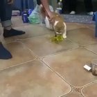 Cat turns into a machine.