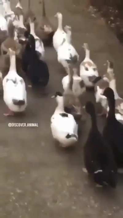 Don't do same thing?? go! go!