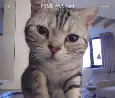 Today my furball Kuku finally found out about the CatCam I’ve been using to watch her all along. Her confused furry face is the cutest thing ever. My heart can’t take it ?