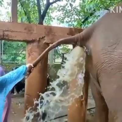 ? Elephant faeces explodes in vets face as he treats constipation