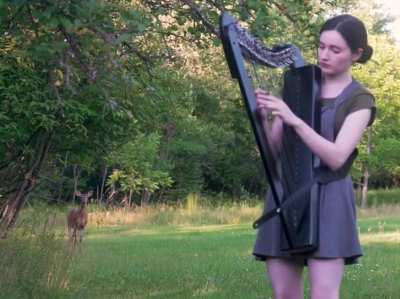 The harp is a special instrument. Even the wildlife is fascinated